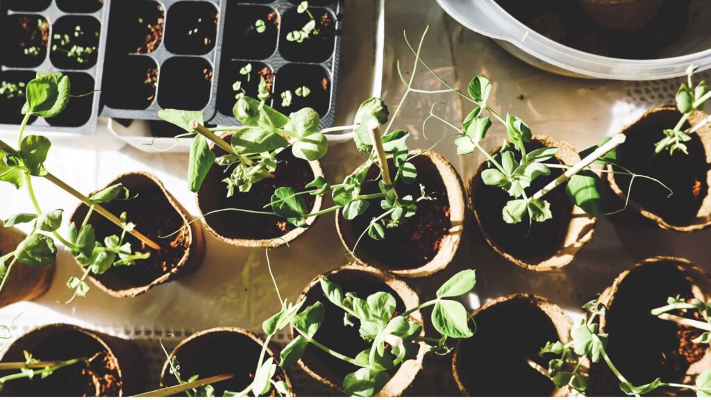 Digital marketing for Nurseries